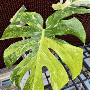 May include: Close-up of a variegated Monstera plant leaf. The leaf is a vibrant green with irregular patterns of yellow and white variegation. The leaf has several natural holes and is set against a brown background.