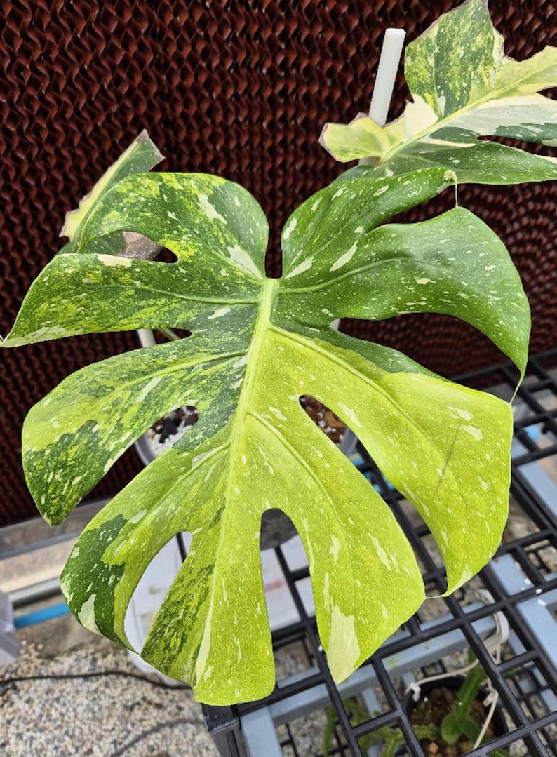 May include: Close-up of a variegated Monstera plant leaf. The leaf is a vibrant green with irregular patterns of yellow and white variegation. The leaf has several natural holes and is set against a brown background.