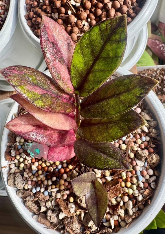 ザミオクルカス ブラック ピンクバリエガータ斑入りZZ plant 15 Zamioculcas Zamiifolia Raven Black Pink Orange Variegated, Rare