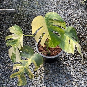May include: A variegated Monstera plant with yellow and green leaves in a black pot. The plant is sitting on a bed of gray gravel.