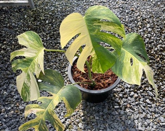 philodendron mccolley's finale vs red sun Philodendron 'McColley's Finale' – Snakeroot Botanicals