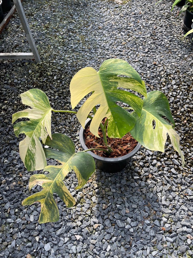 May include: A variegated Monstera plant with yellow and green leaves in a black pot. The plant is sitting on a bed of gray gravel.