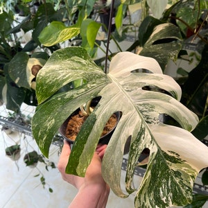 May include: A variegated Monstera plant with large, white and green leaves. The plant is being held by a hand.