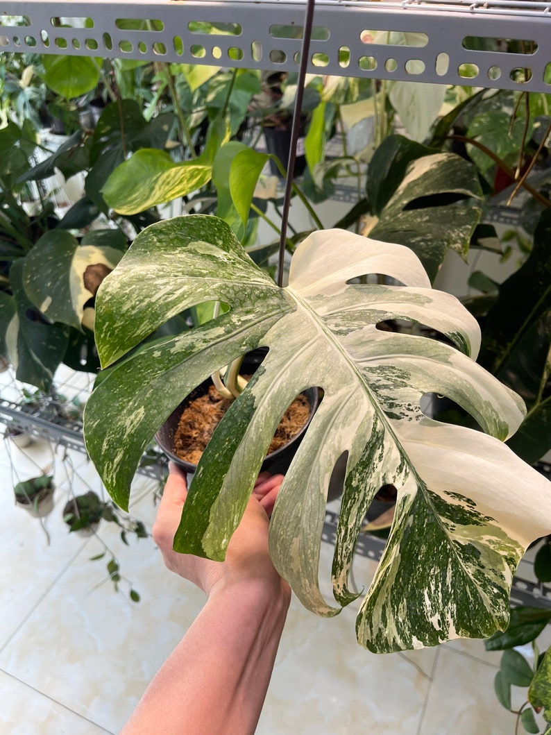 May include: A variegated Monstera plant with large, white and green leaves. The plant is being held by a hand.