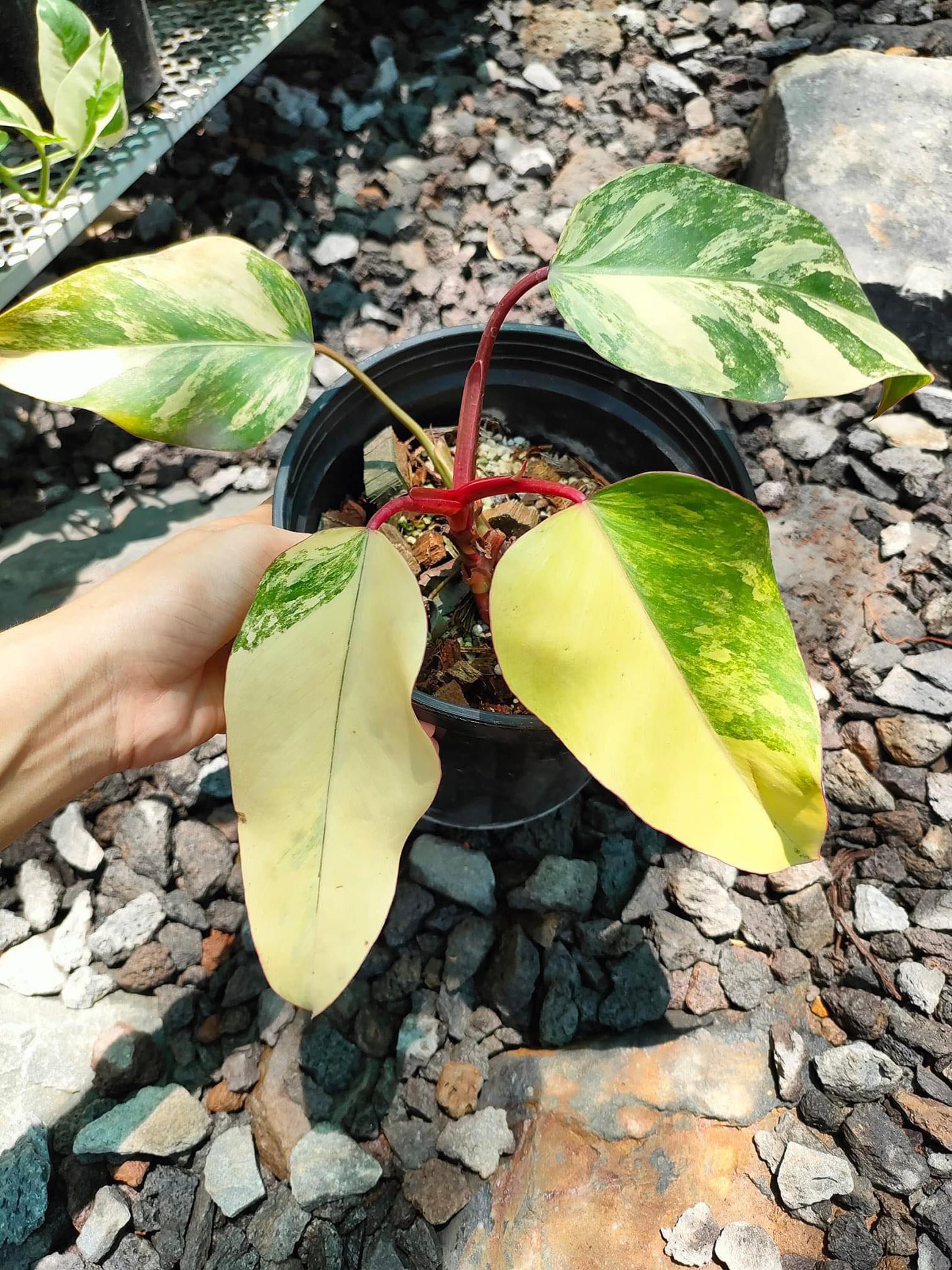 plant terrarium Wildcraft Plant Terrariums | Monthly DIY Plant Terrarium Subscription