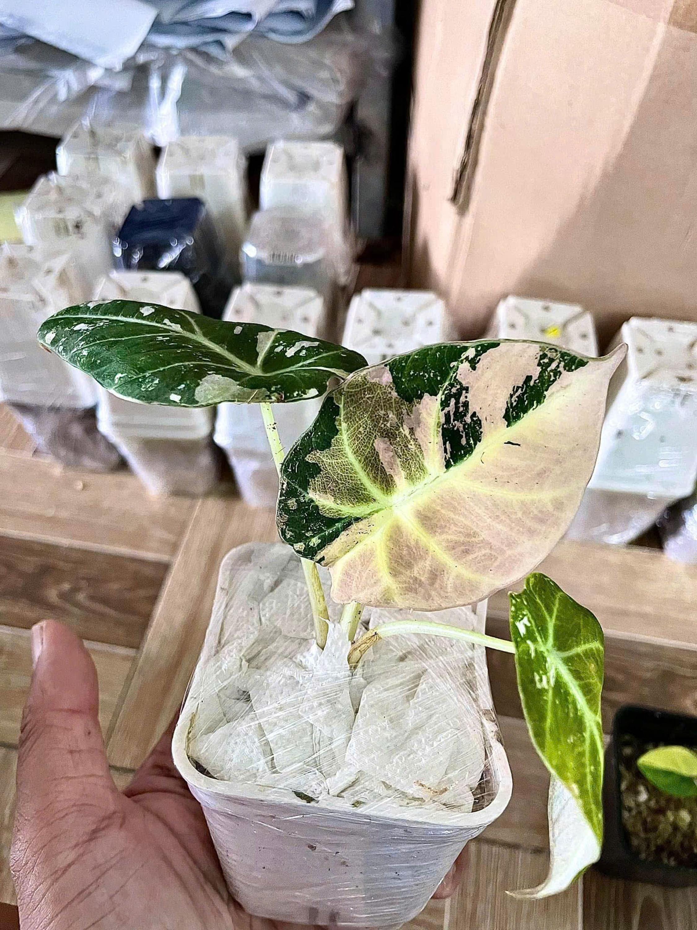 Variegated Pink Alocasia Black Velvet Tissue Culture - Etsy