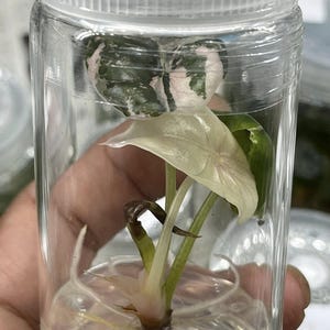 Könnte beinhalten: Eine kleine Pflanze mit weißen und grünen Blättern befindet sich in einem transparenten, zylindrischen Glasgefäß mit weißem Deckel. Die Pflanze hat sichtbare Wurzeln und ist in einer klaren Flüssigkeit suspendiert. Die Blätter zeigen eine Mischung aus grünen und rosa Farbtönen.