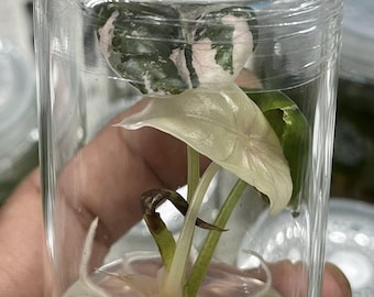 Variegated Pink Alocasia Cuprea 'Nom Yen' Red Secret Plant (Tissue Culture)