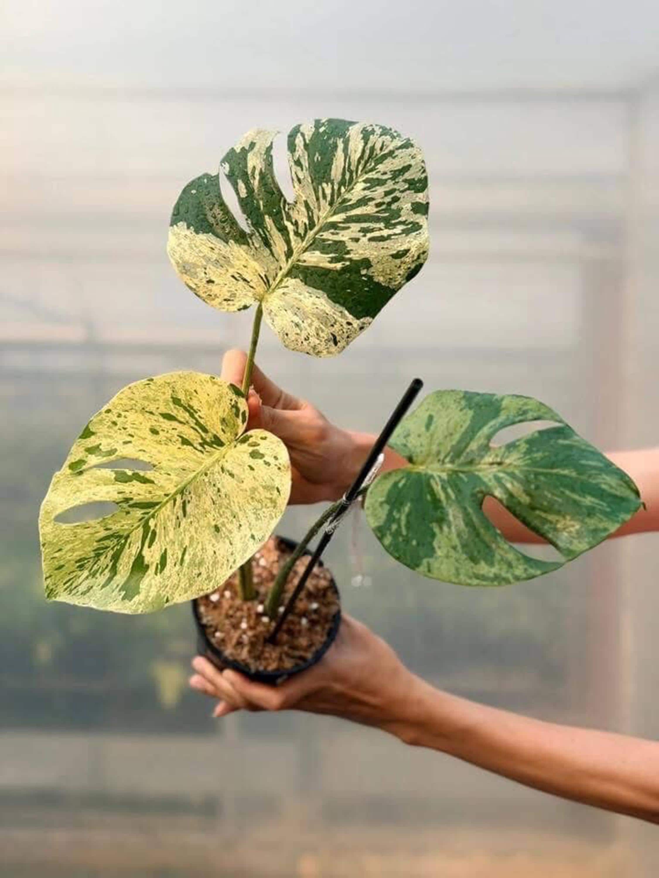 Variegated 