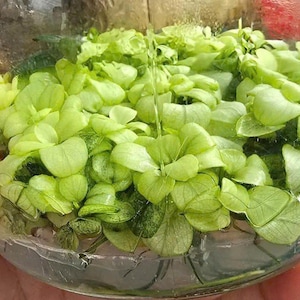 Könnte beinhalten: Ein klares Glasterrarium, gefüllt mit leuchtend grünen Wasserpflanzen. Die Pflanzen haben abgerundete, herzförmige Blätter und sind dicht gepackt, wodurch ein üppiges, miniaturisiertes Ökosystem entsteht. Das Terrarium wird in einer Hand gehalten.