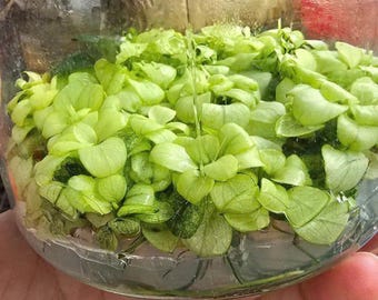 White Anubias Barteri Variegated Nana Japanese Tissue Culture (Multiple Plants!) - Live Aquarium Aquatic Plant