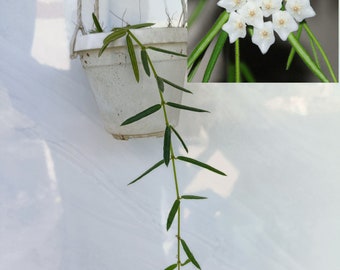 Hoya Linearis