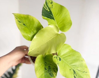 Monstera Deliciosa “light Lime” – Rare Variegated, Well