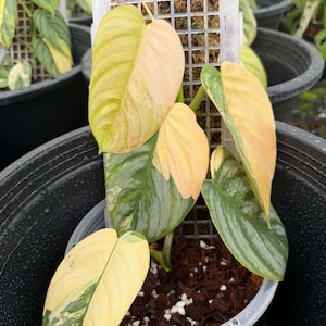 May include: A close-up of a potted plant with large, variegated leaves. The leaves display a mix of colors, including green, yellow, and peach. The plant is in a black plastic pot, and a support structure is visible.