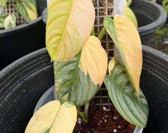 Philodendron Brandtianum Variegated, 6" pot well variegated