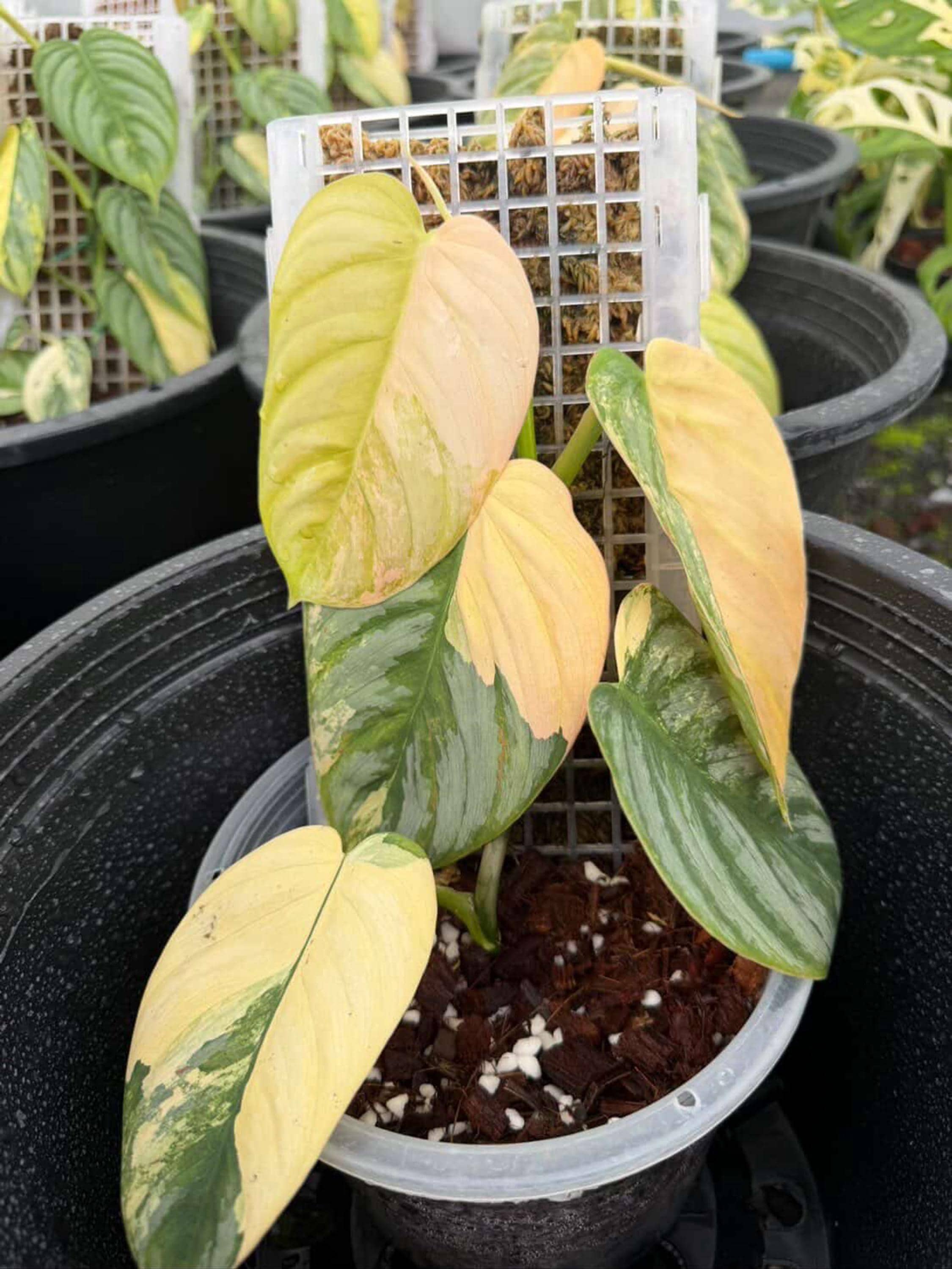 Philodendron melanochrysum orange variegated - Etsy 日本
