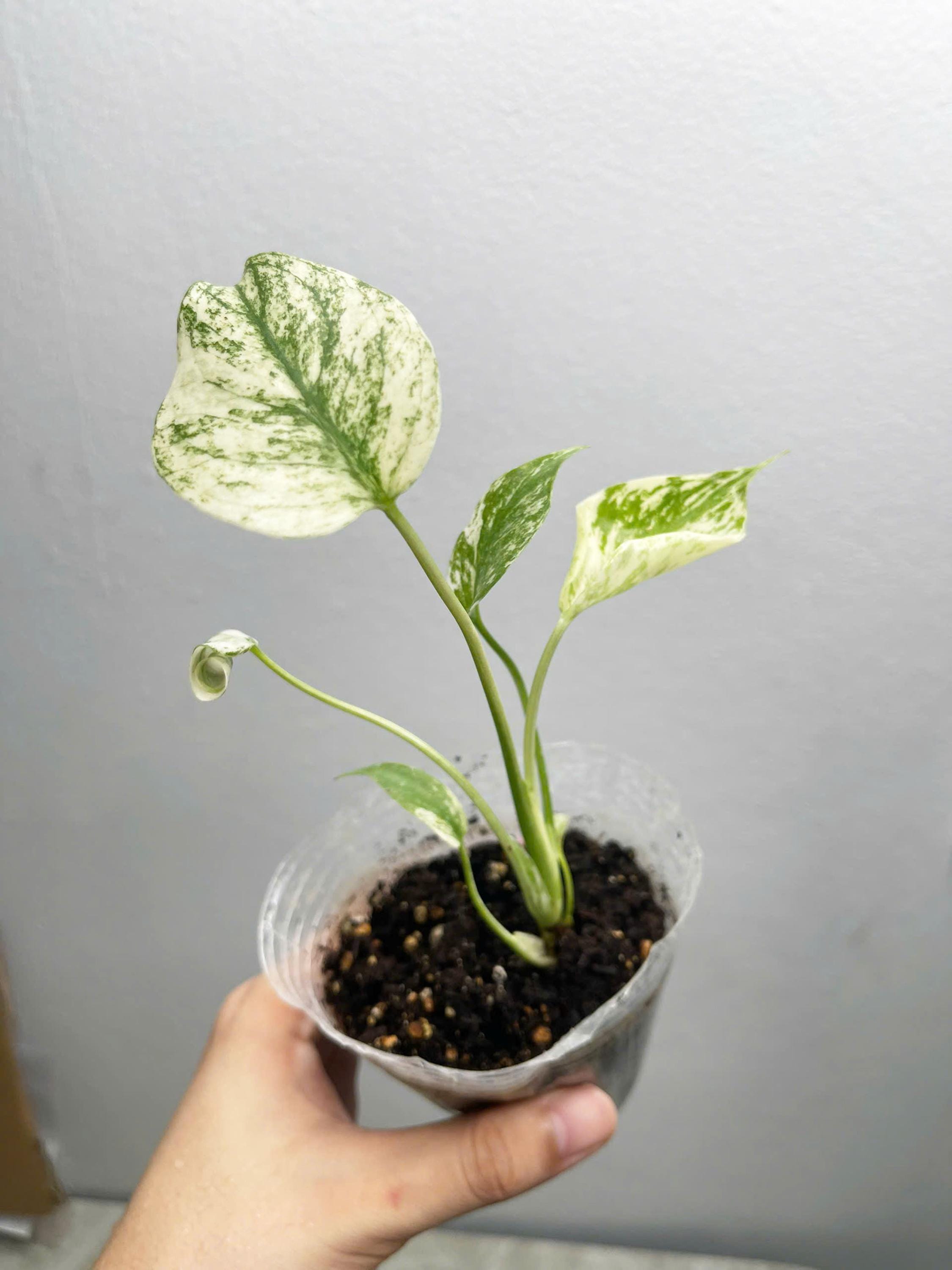 ⭐︎美株⭐︎ Monstera pertusa cv.'Variegata' 4号 Amazon.com : Rare Monstera Plant, Variegated Monstera Live