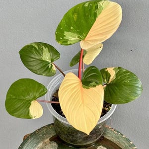 Plante en pot de 6 po. Homalomena peach aurea panachée | bien panachée (rose/aurea)