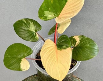 ホマロメナ ピンクダイヤモンド 斑入り 6インチポット 希少植物
