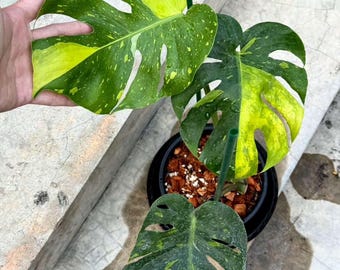 モンステラ デリシオサ フラミシトの斑入り、正確な植物 - Etsy 日本