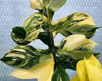 フィロデンドロン・ディスタンティロブム斑入り植物 | 珍しい、よく