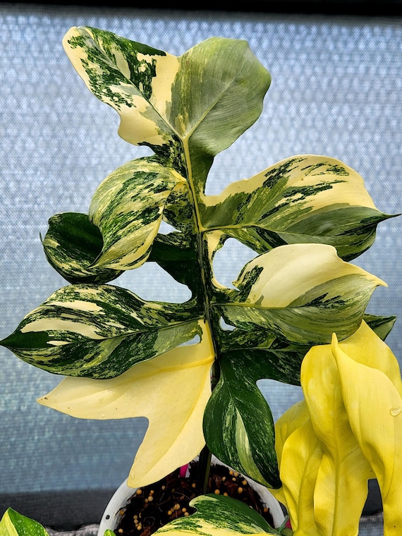 その他観葉植物 Philodendron distantilobum 'Variegata' 191_26_11zon.webp