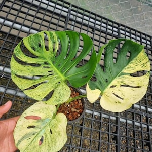 Monstera deliciosa MINT Siam, 2 -3 leaves, Well variegation