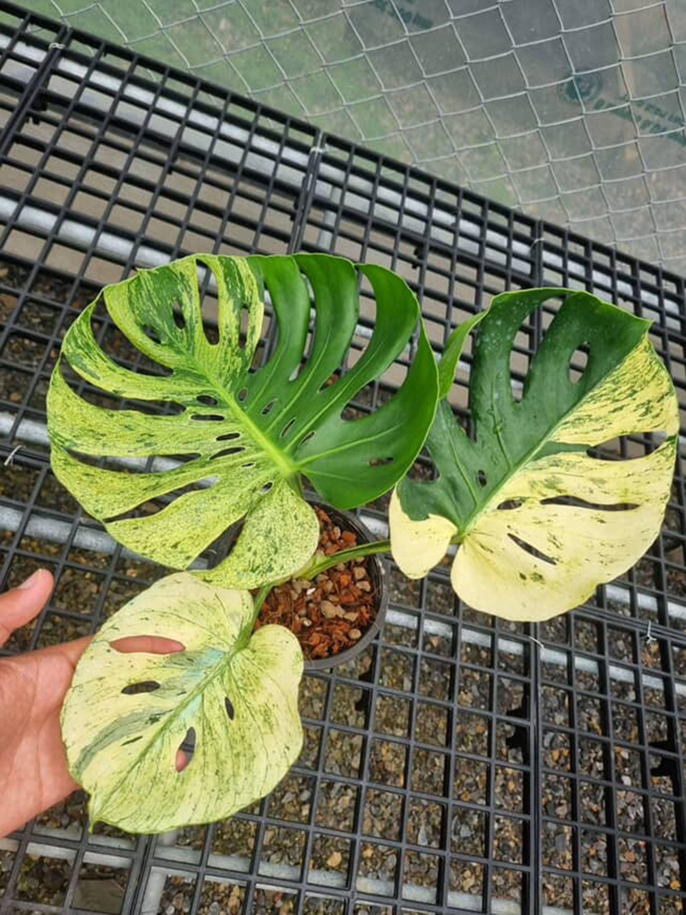 モンステラ・ポトス Monstera Deliciosa Mint Siam Variegata Monstera Deliciosa MINT Siam, 2 -3 Leaves, Well Variegation