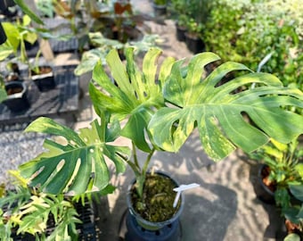 Monstera Green ọn Green variegated, rare plant