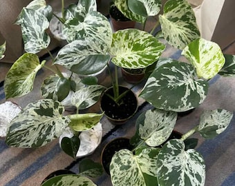 Variegated Monstera Bulbasaur, 4in Pot Rare