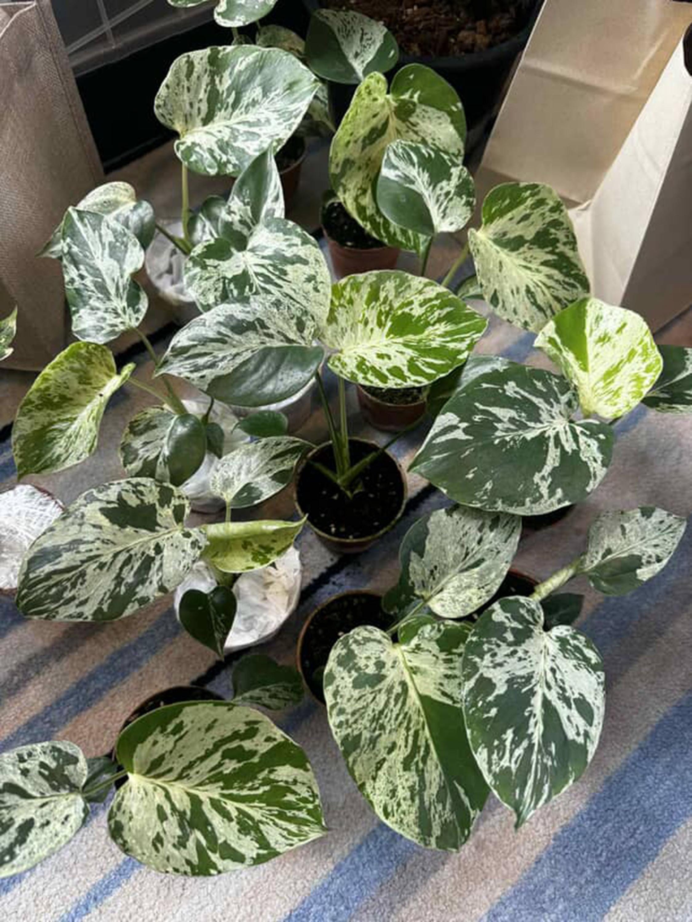 Variegated Monstera Bulbasaur, 4in Pot Rare - Etsy