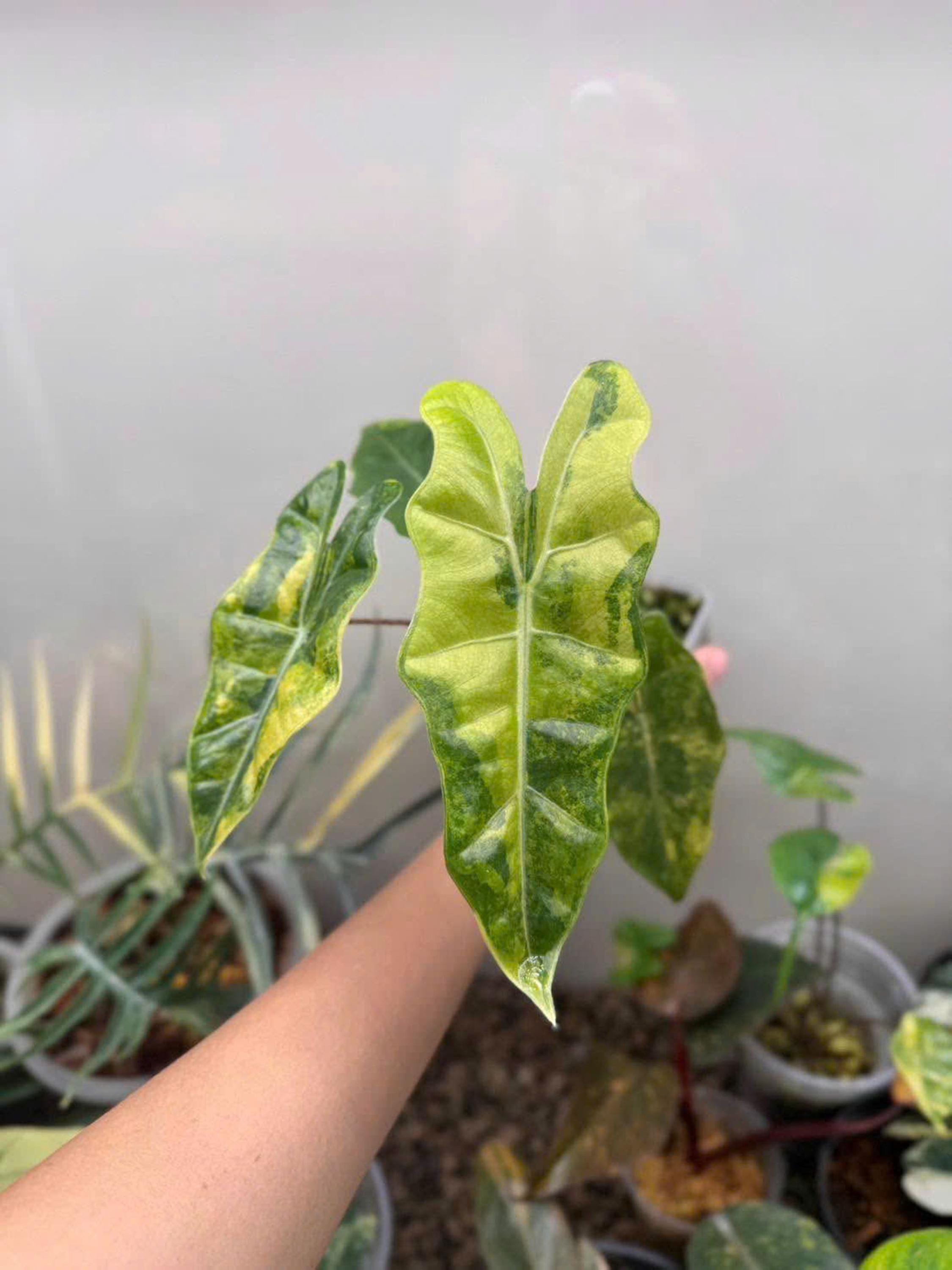 Variegated Alocasia Pseudo Sanderiana Aurea | 4