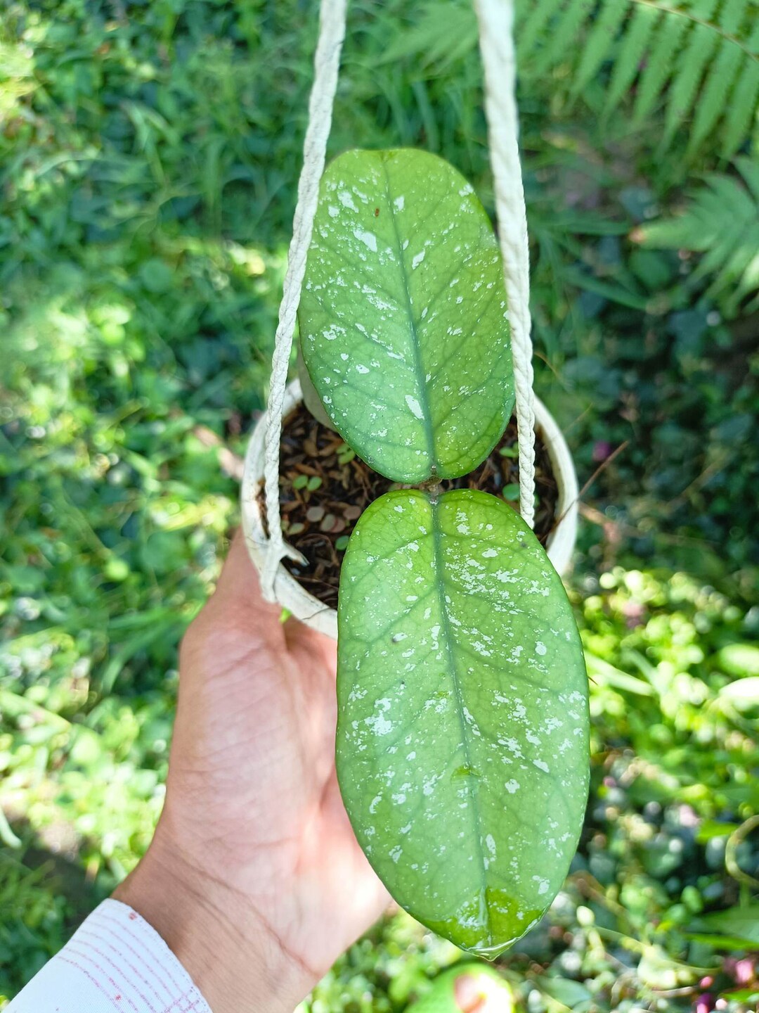 Hoya Bonii Splash, Rare Hoya Plants From Vietnam Etsy