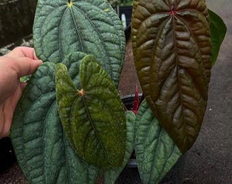 Anthurium rvdp x luxurians, Rare 6" pot