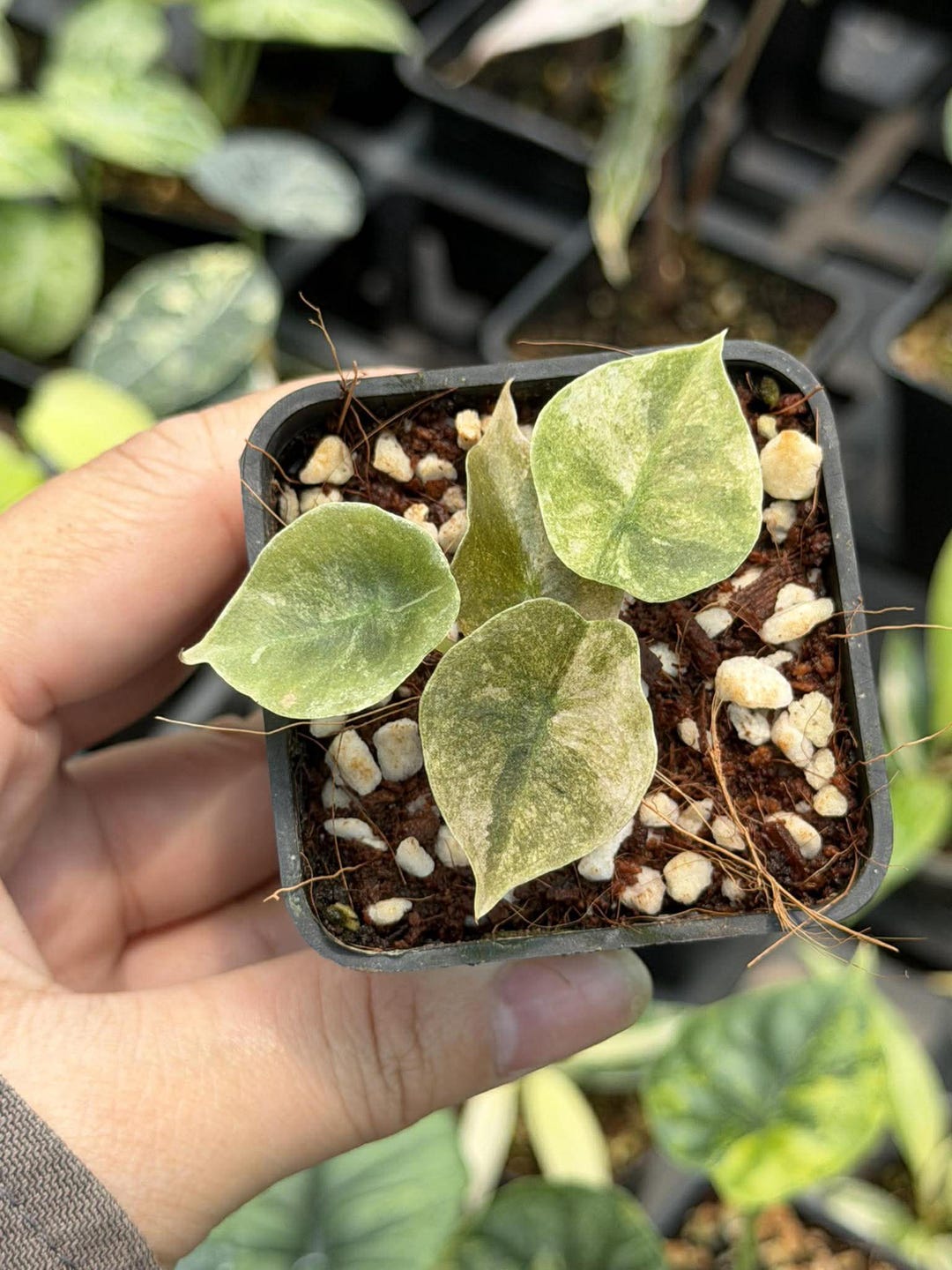 Alocasia Cuprea Pink Mint Variegated, Well Var 4
