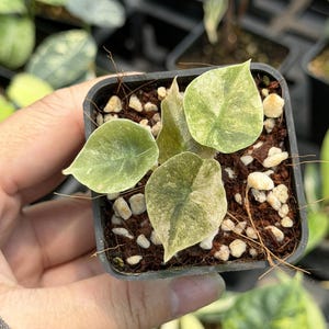 Alocasia cuprea pink mint variegated - Etsy 日本