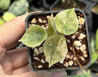 Alocasia Cuprea Pink Mint Variegated, well var 4" pot