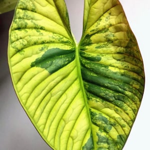 Alocasia nebula aurea variegated Tissue Culture Rare Plant - High variegation Grower&#39;s choice (1 Plant/Glass Bottle, Bag)
