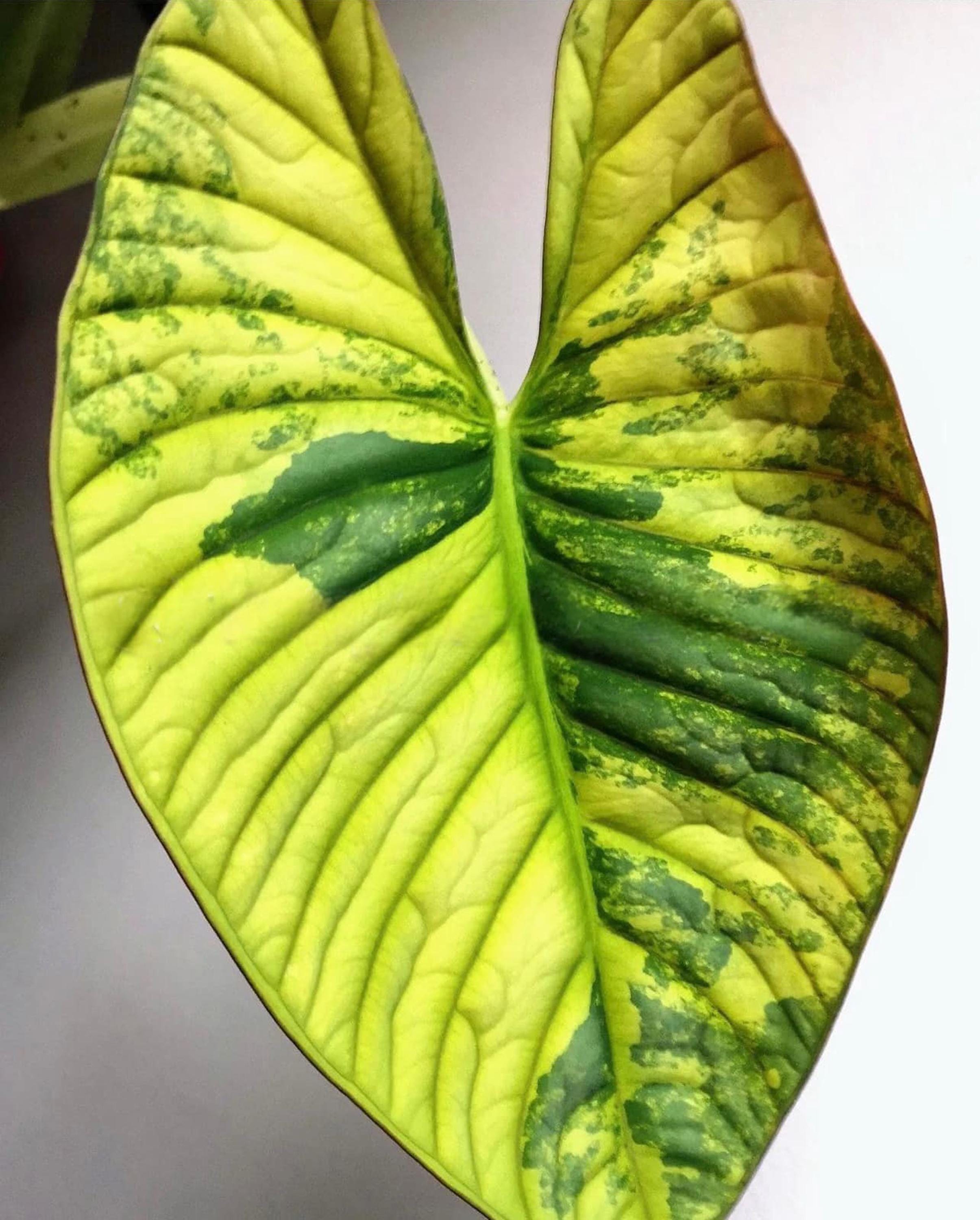 Variegated alocasia maharani - Etsy 日本