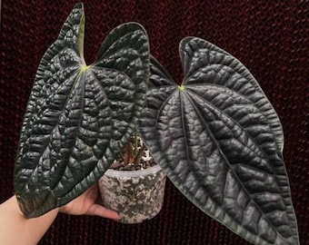 Rare Anthurium Luxurians Dark Form - 6" Potted Plant