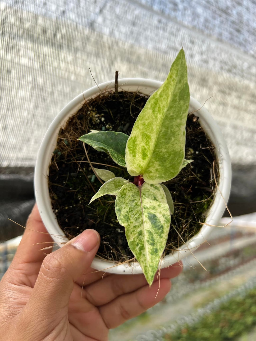 Anthurium Hookeri Variegated Starter Plant - Grower's Choice