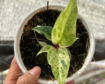 Anthurium hookeri variegated Starter Plant - Grower's choice