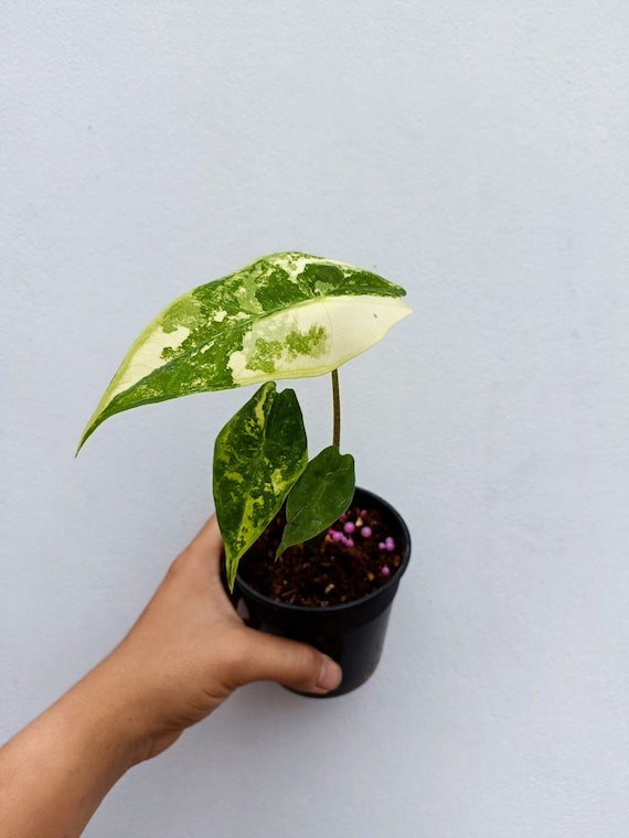 Alocasia Longiloba Variegated 4