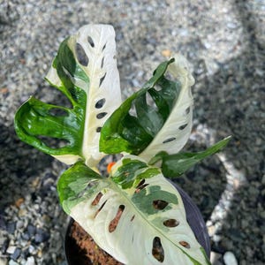 Monstera adansonii albo tricolor - 2-3 feuilles neuves rares