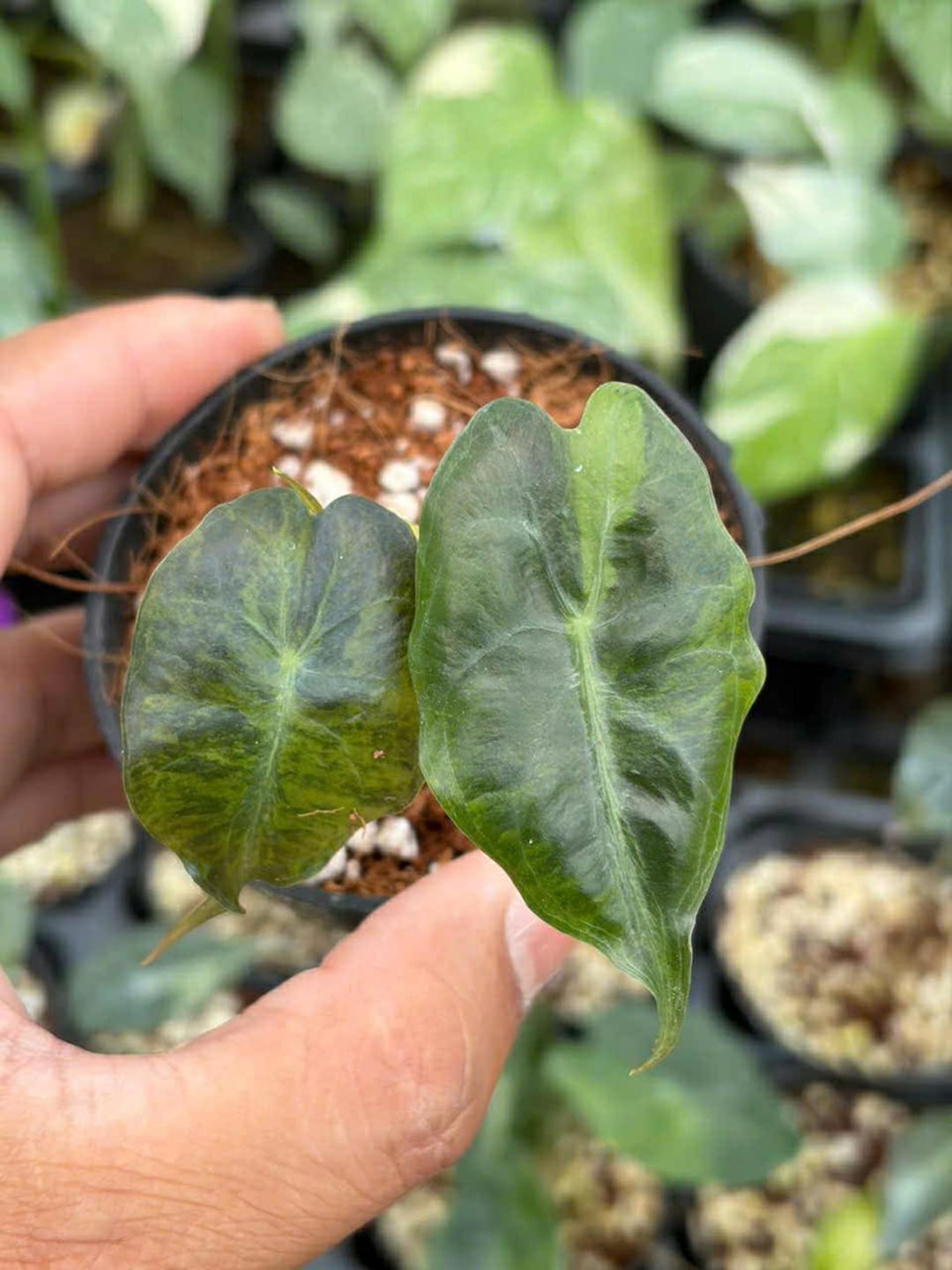 アロカシア・ベノム・アウレア斑入り、4インチ鉢、正確な植物 - Etsy 日本