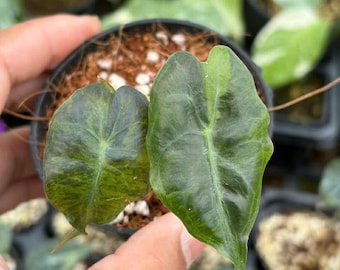Alocasia Venom Aurea Variegada, maceta de 4", Exact Plant