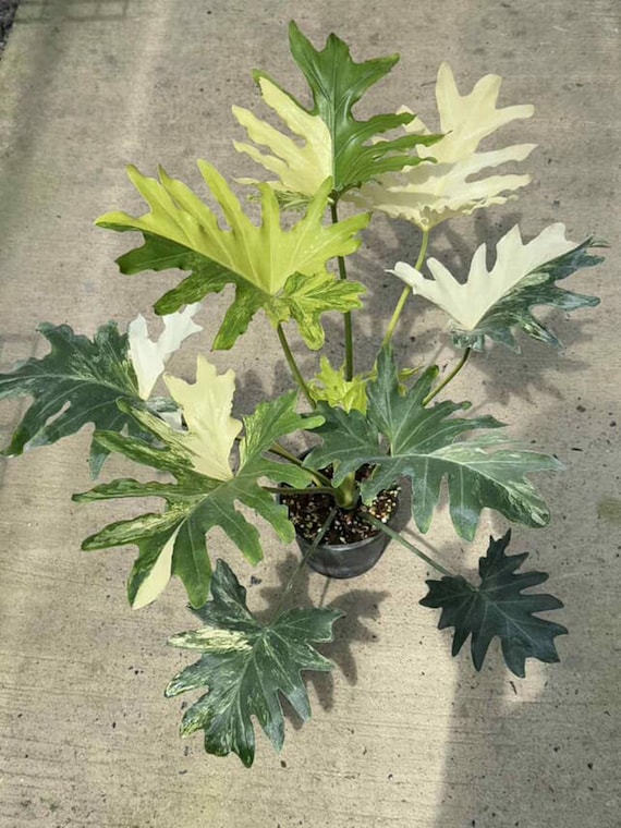 Variegated Philodendron Bipinnatifidum Plant, Selloum Aurea - Etsy