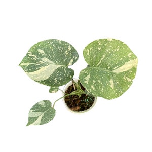 Monstera Thai Constellation Variegated 4&quot; pot well variegation