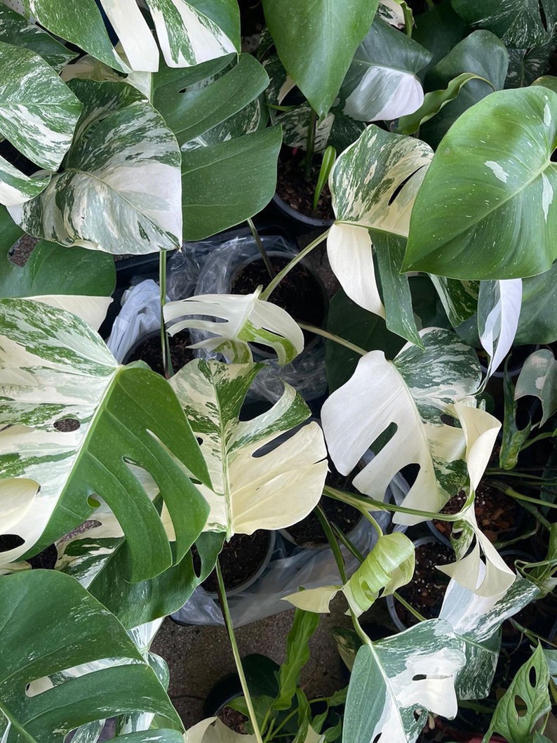 May include: Close-up of a group of potted plants with variegated leaves. The leaves are a mix of green and white, with some leaves having a more pronounced white variegation. The plants are in black pots and are surrounded by brown soil.