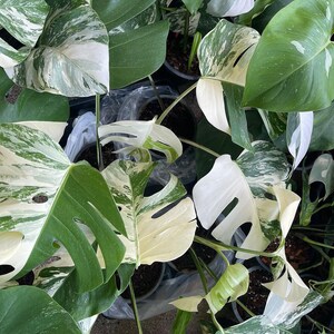 May include: A close-up of a group of variegated Monstera plants with large, green and white leaves. The plants are potted and appear to be healthy and thriving.